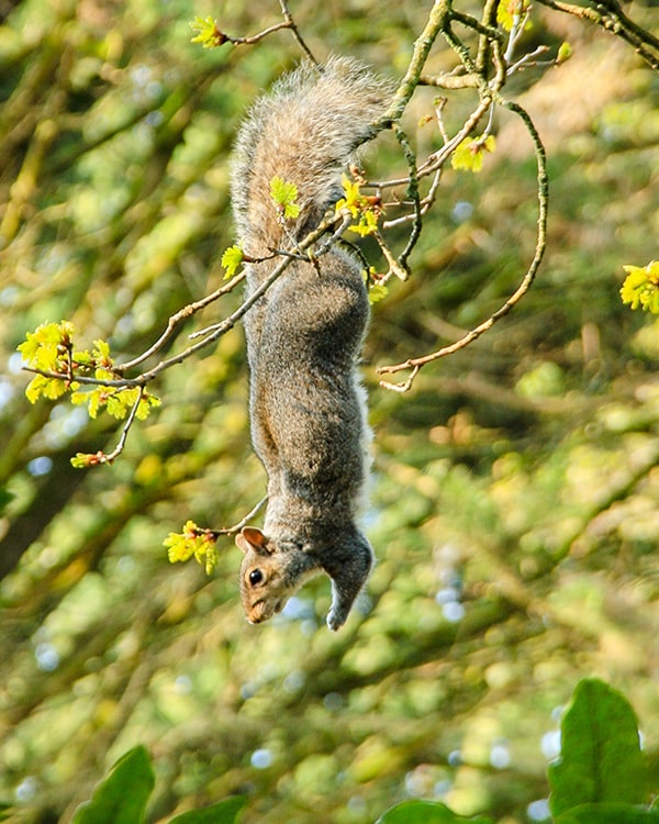 Squirel in spring