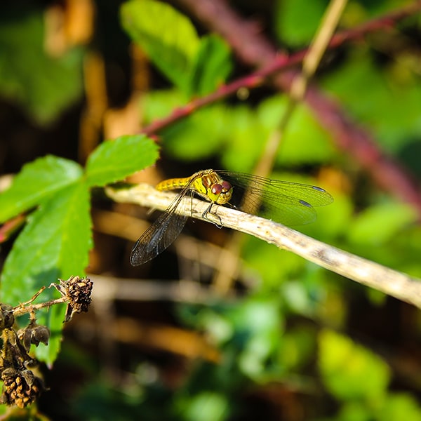 Summer Dragonfly