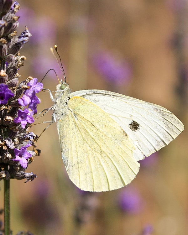Large white butterfly
